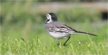 <p>KONIPAS BÍLÝ (Motacilla alba) /White wagtail - Bachstelze/</p>